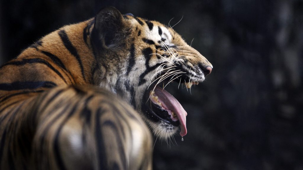 Nepal’s creative solution to dealing with its big cat problem